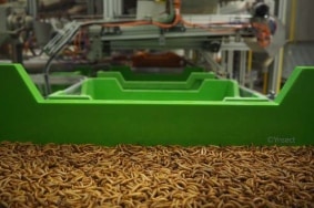 Convoyeur de bacs d'insectes utilisé par Ÿnsect dans ses fermes.